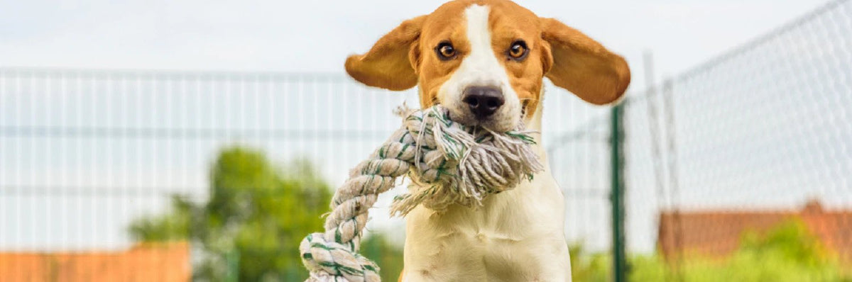 Did you know your empty yogurt container can be easy DIY dog enrichmen