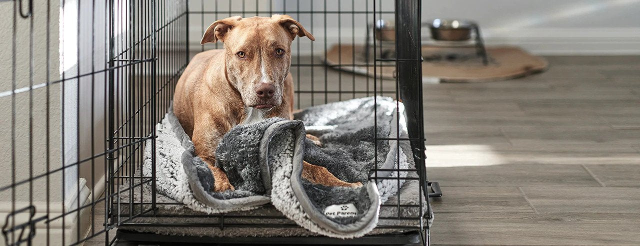 Your Dog's Vagina Health Guide, dog vagina, dogs vagina