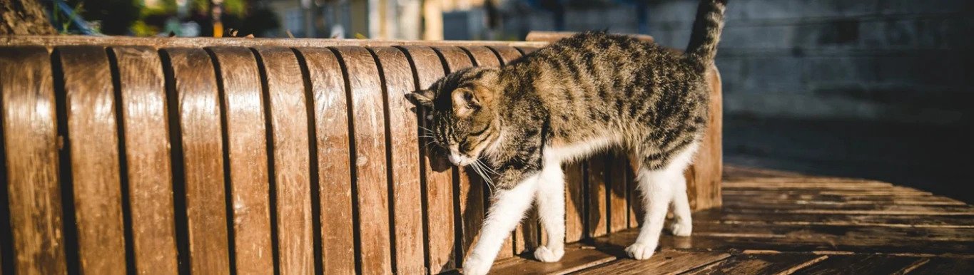 Cat spraying and ways to stop your cat from spraying