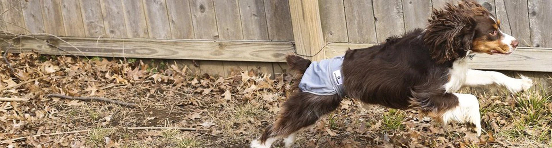 how to keep diaper on dog, dog in heat won't keep diaper on