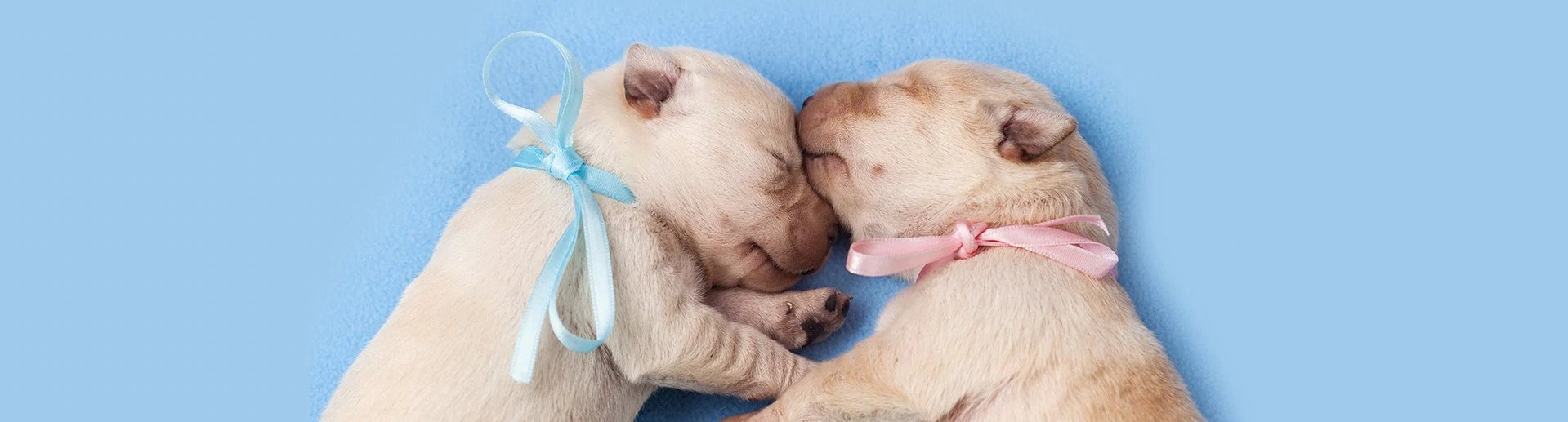 Newborn pups