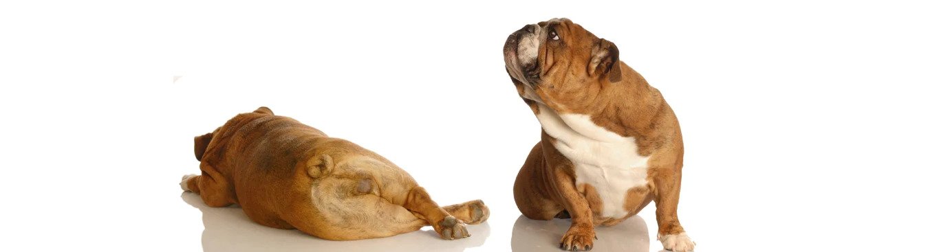 Dog diaper rash, puppy diaper rash