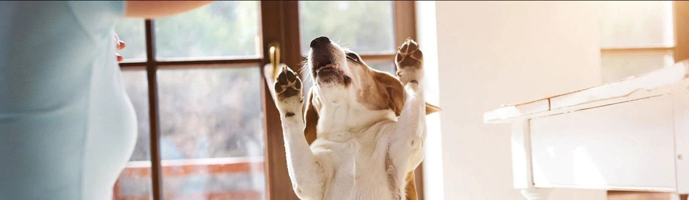What Triggers Allergies in Dogs?
