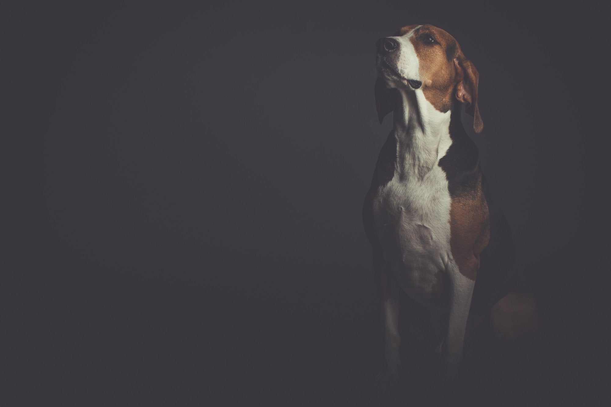 How to Get Through Dog Depression?
