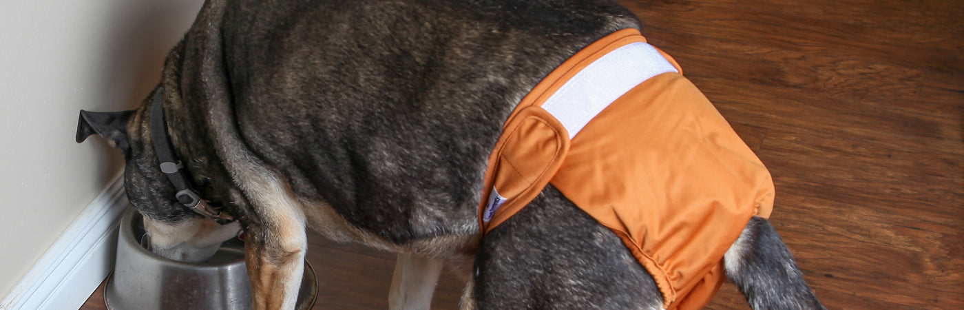 dog diaper 01
