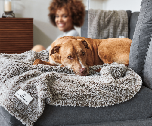 dog-seat-bedsheet