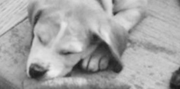 family_pet_p2
