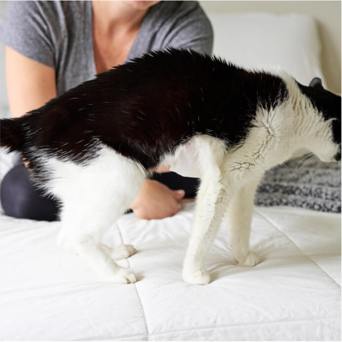 Antiseptic Pet WiPees™