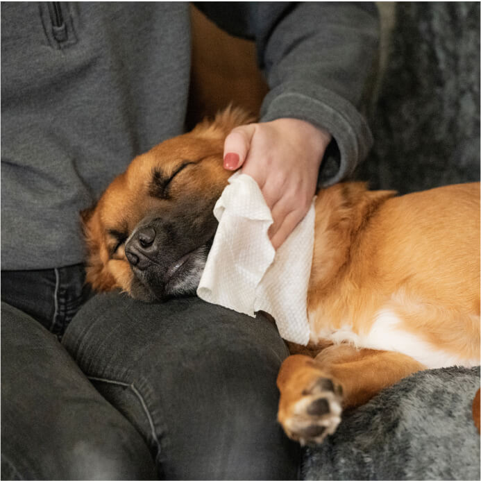 Antiseptic Pet WiPees™
