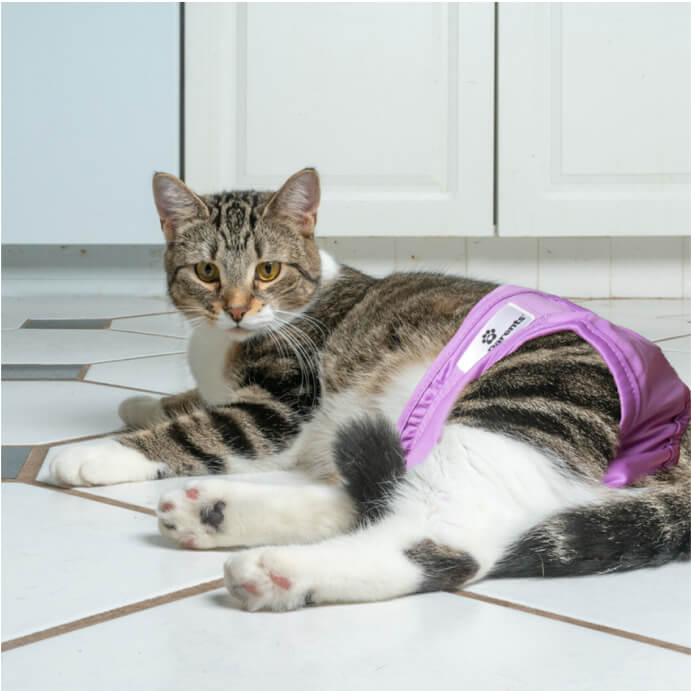 Cat Diapers (3-Pack)