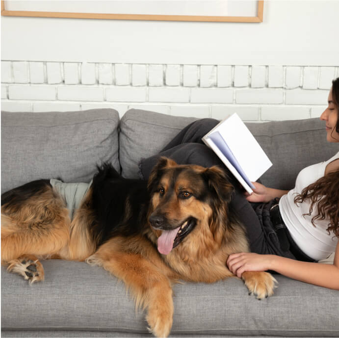 DiPees™ Disposable Belly Bands