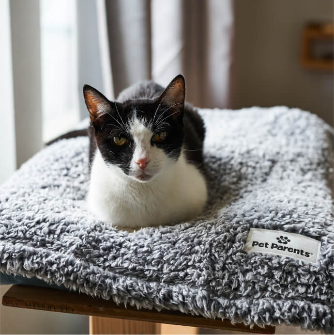 Pet Blanket