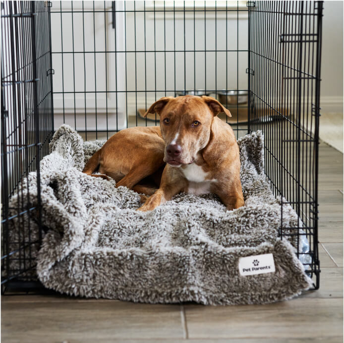 Pet Blanket