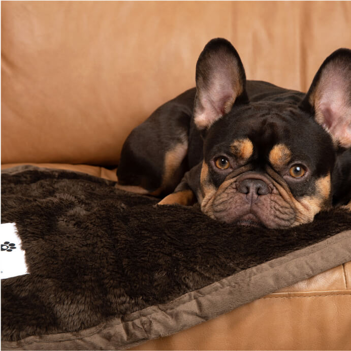 Pawtect® Blanket