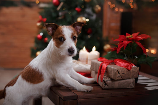 10 Holiday Gifts any Pet (or Pet Parent) will Love in 2021