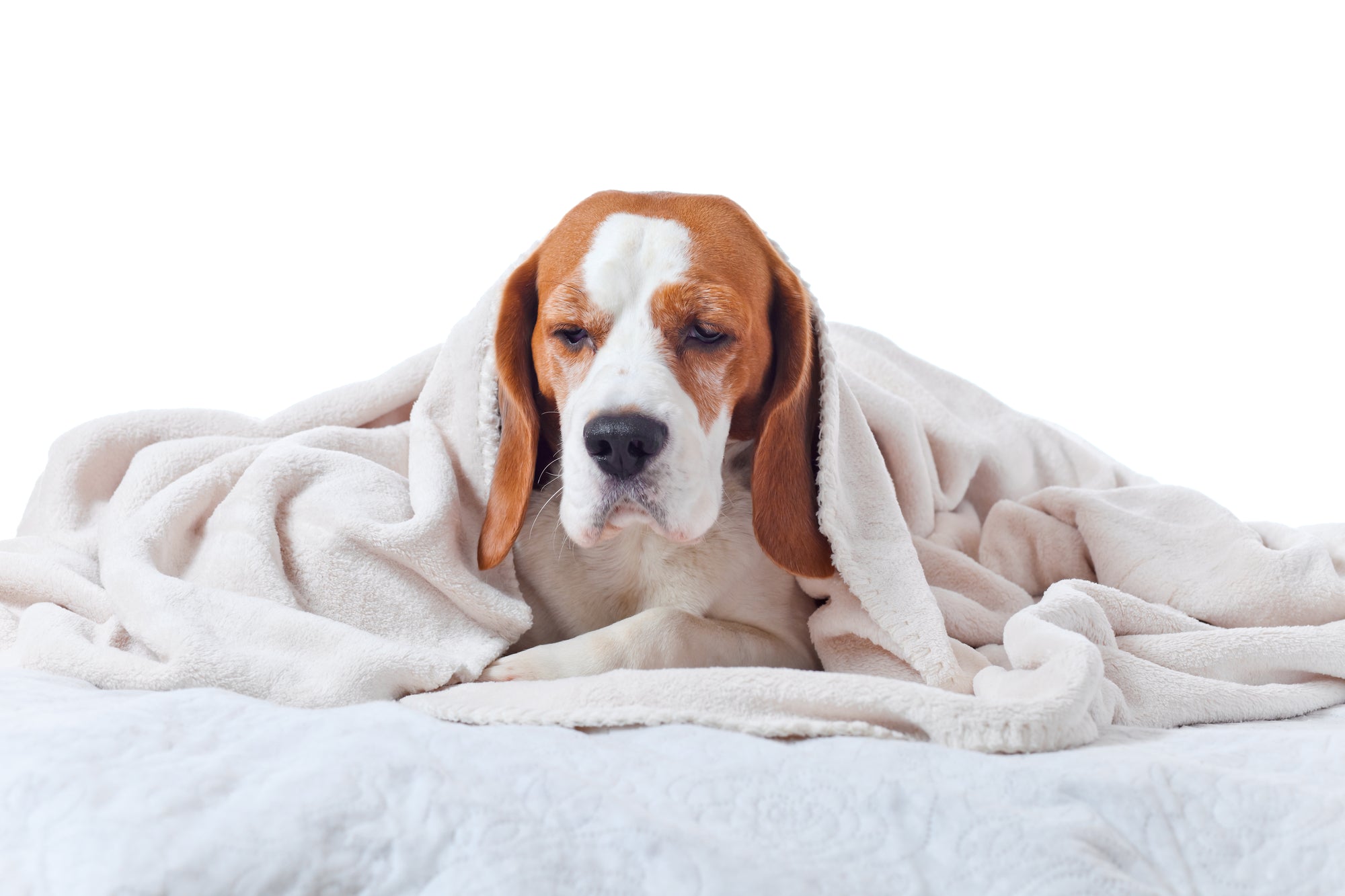 What Causes Bladder Infections in Dogs?