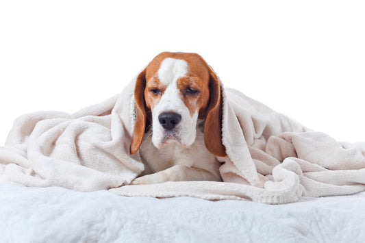 What Causes Bladder Infections in Dogs?