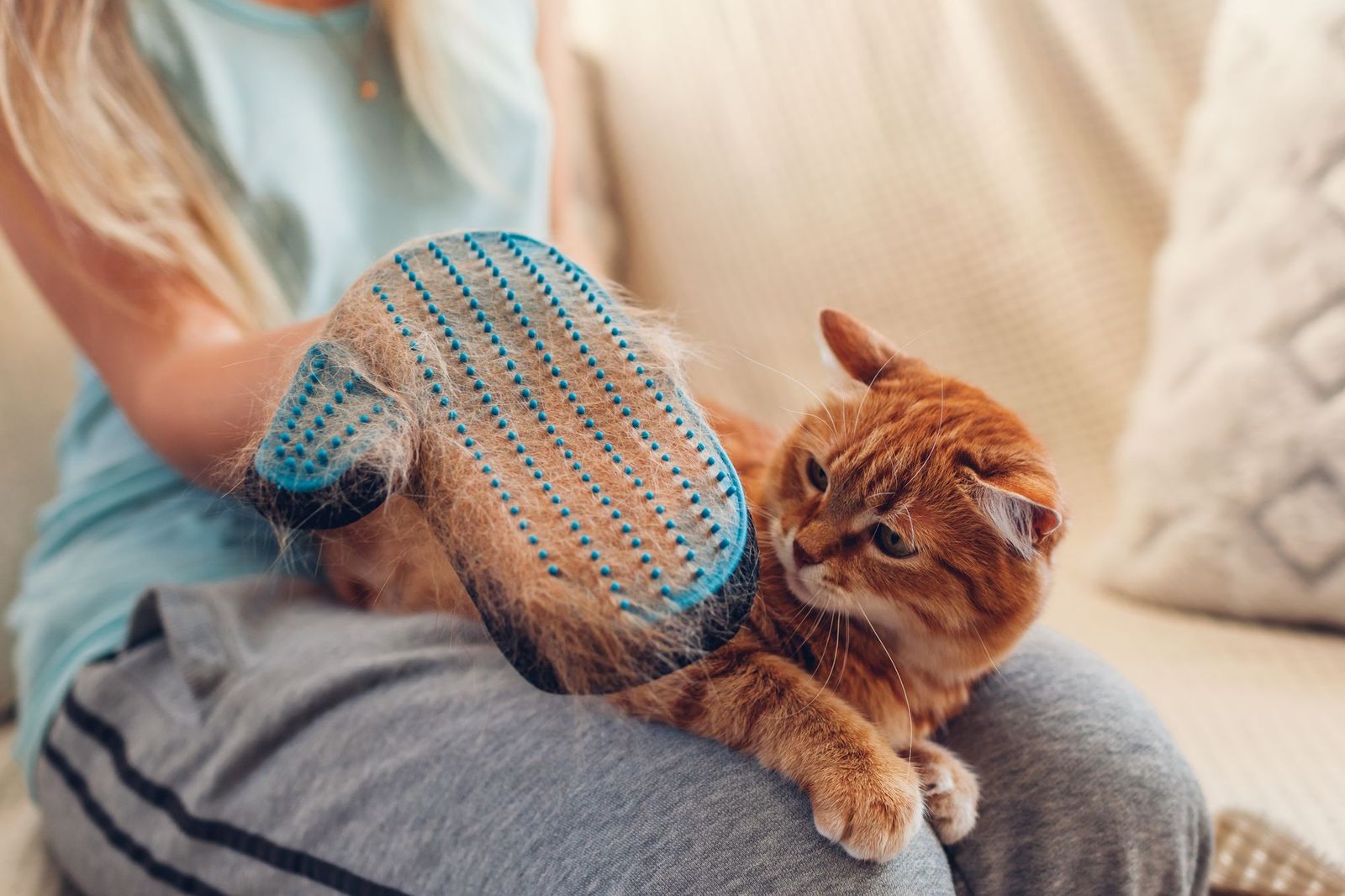 Cat Hair Loss