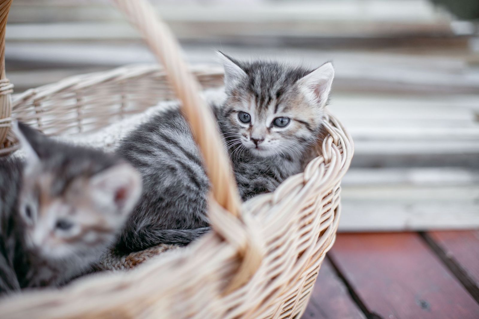 The Pet Parents® Guide to Raising a Kitten