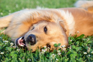 Managing incontinence in dogs, dog incontinence 