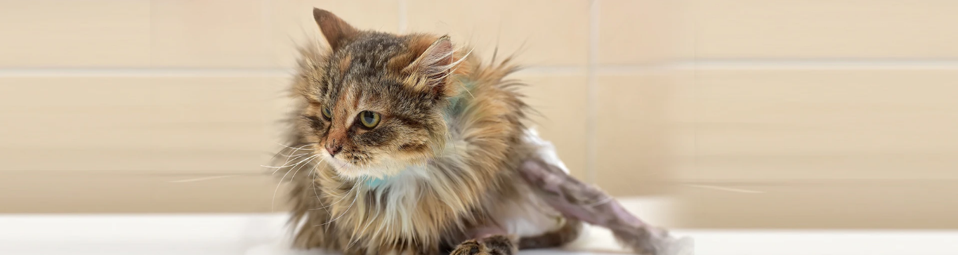 How often to change cat diaper, cat wearing diaper