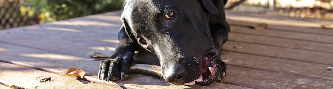 are elk antlers safe for dogs teeth