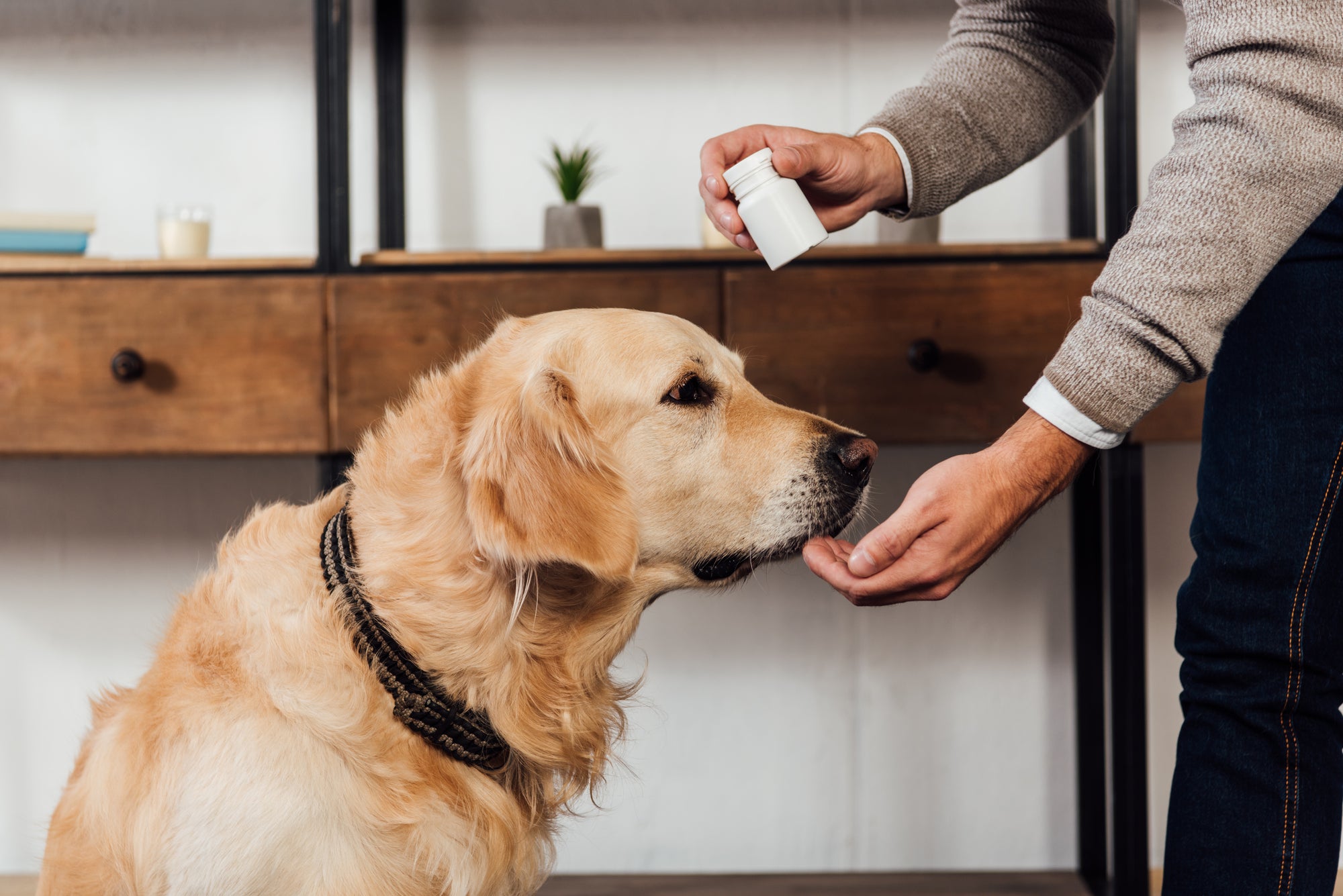 Are Supplements Necessary for My Dog?