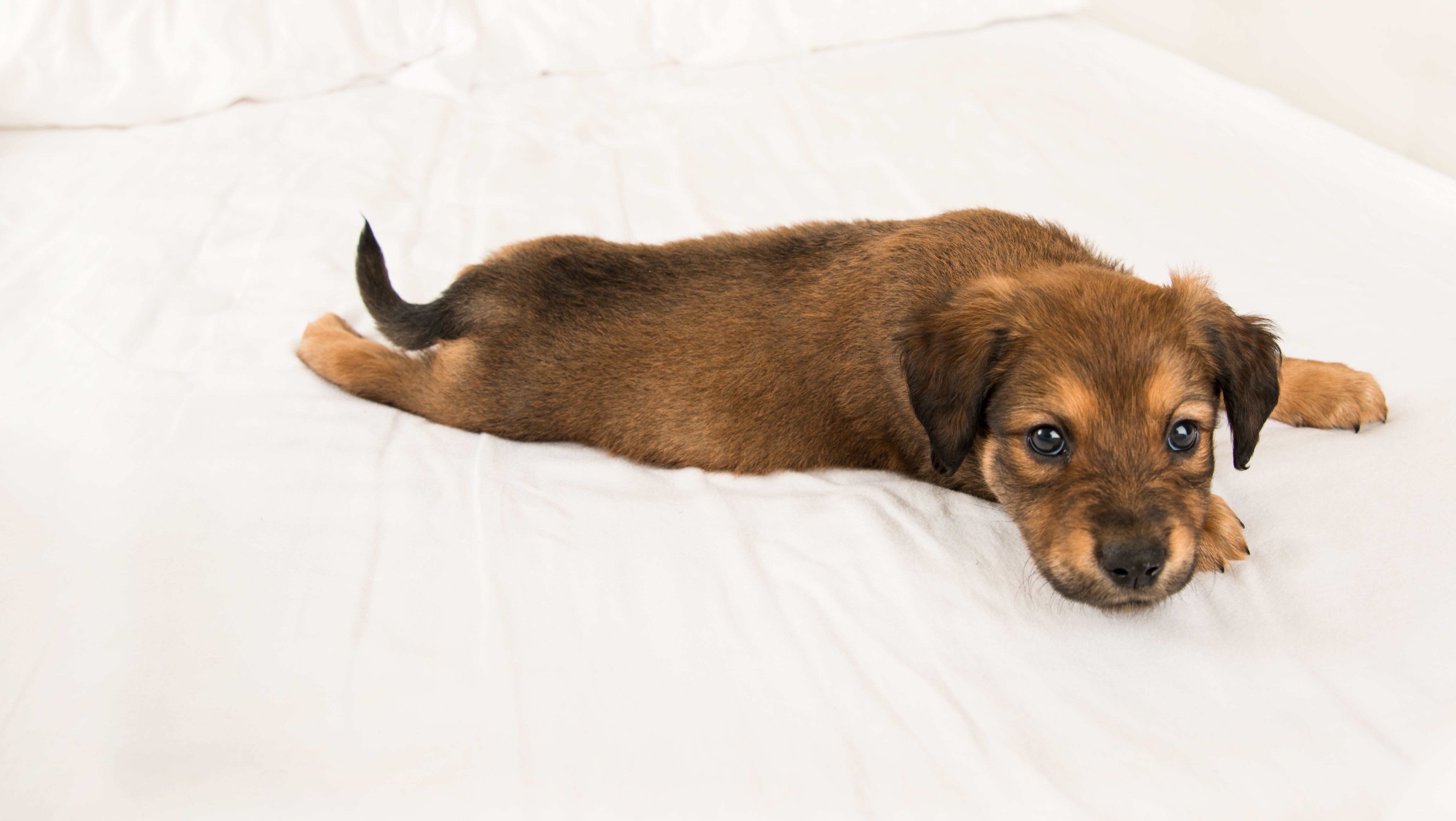 Arthritis Pain in Dogs