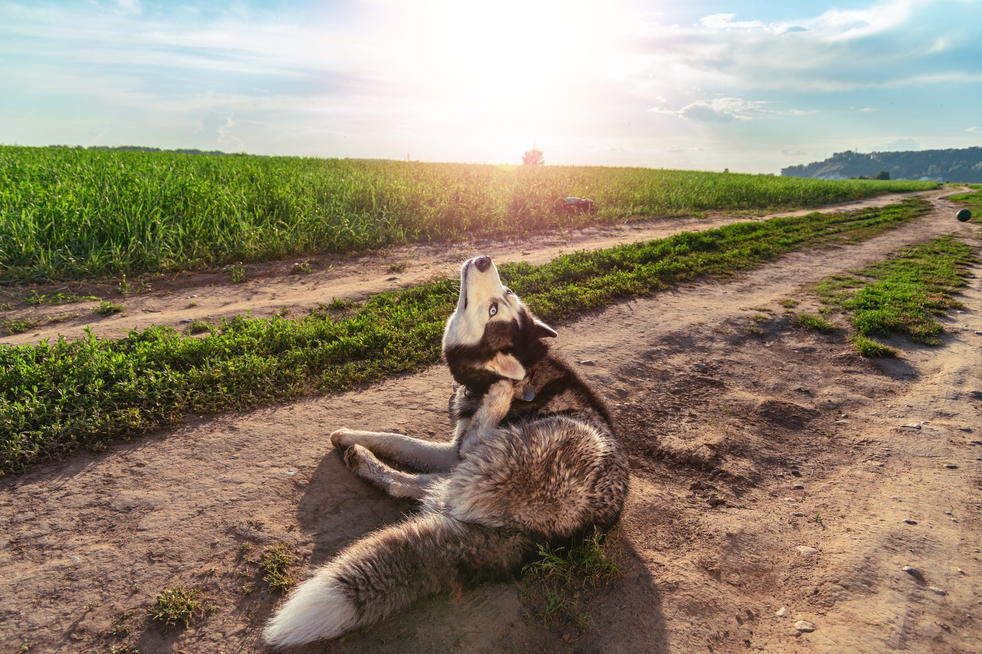 Dog Allergy Testing , allergy test for dogs