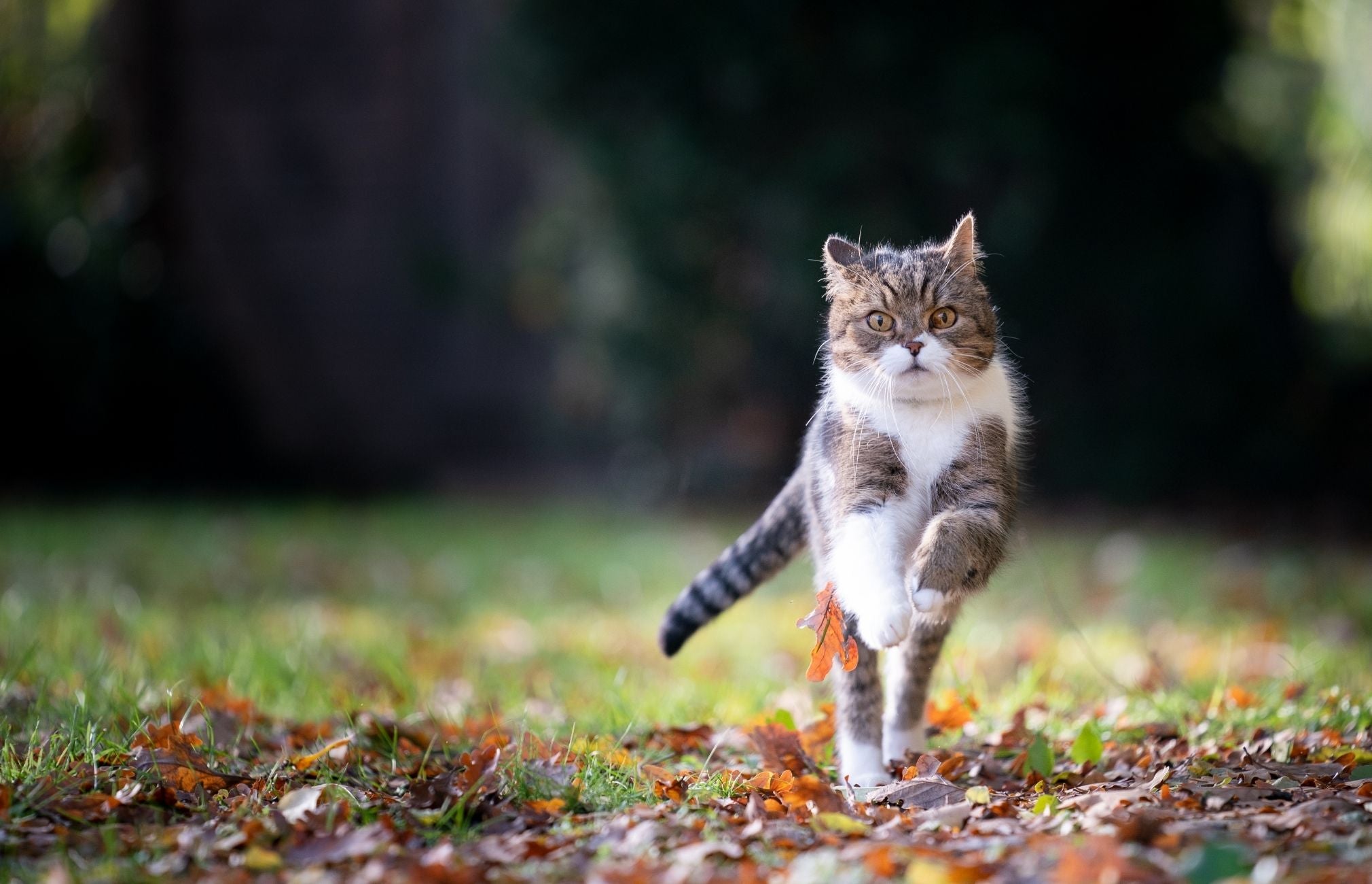 Understanding and Managing Cat Kidney Issues