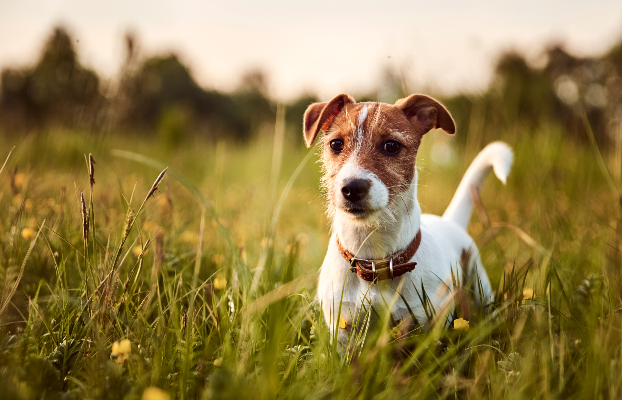 Lyme Disease in Dogs