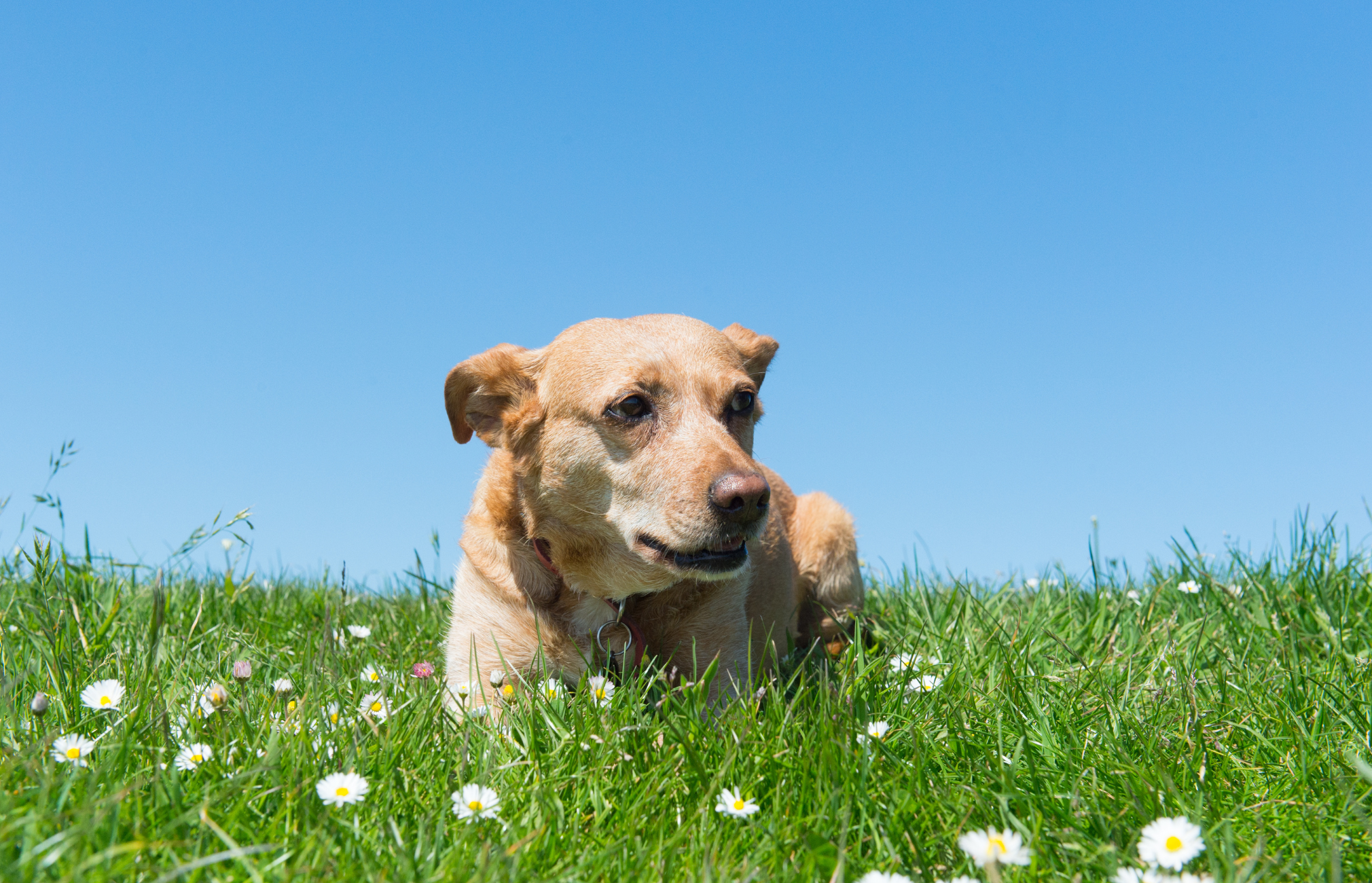 Kidney Problems in Dogs