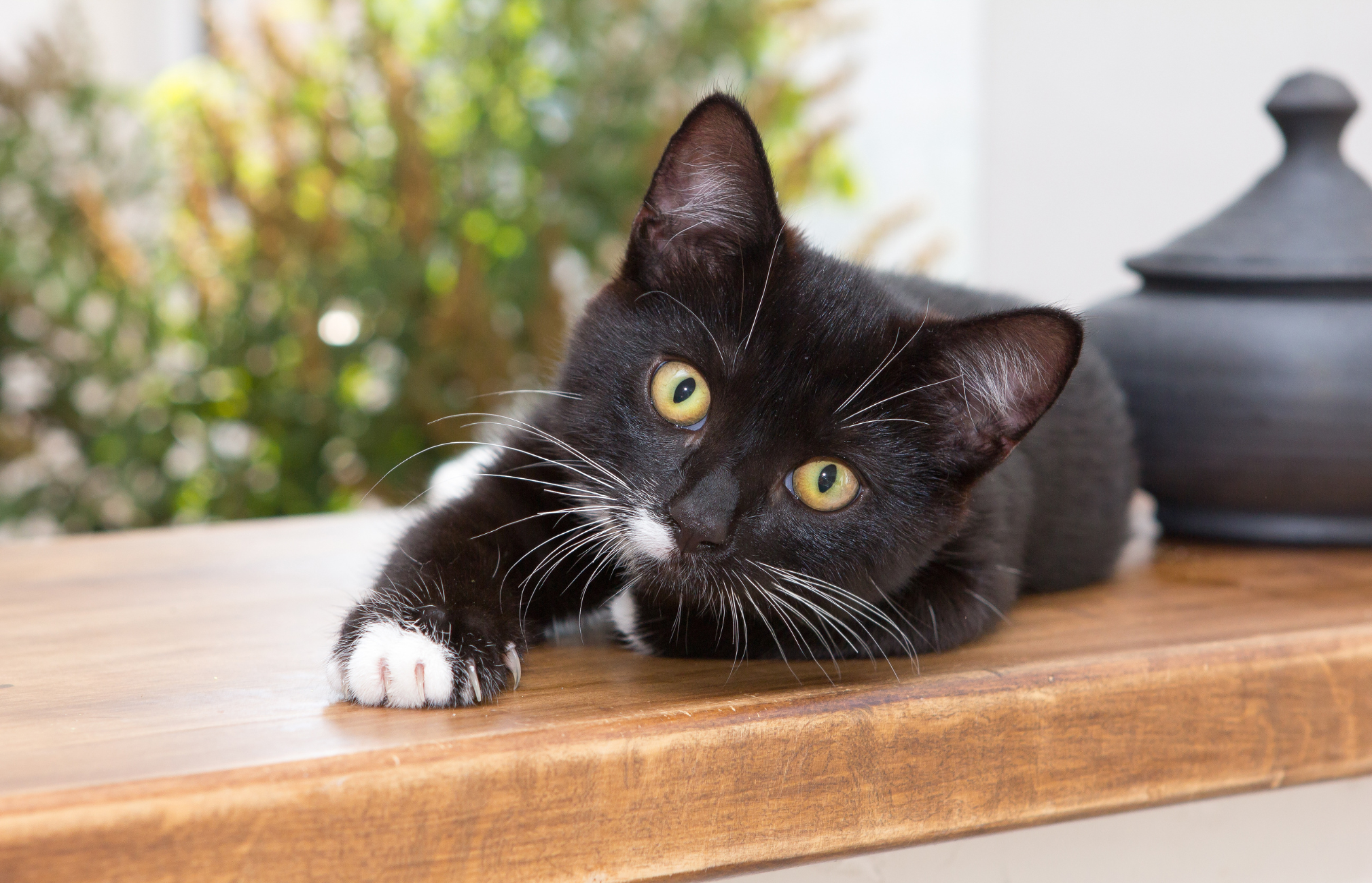 Cat urine incontinence