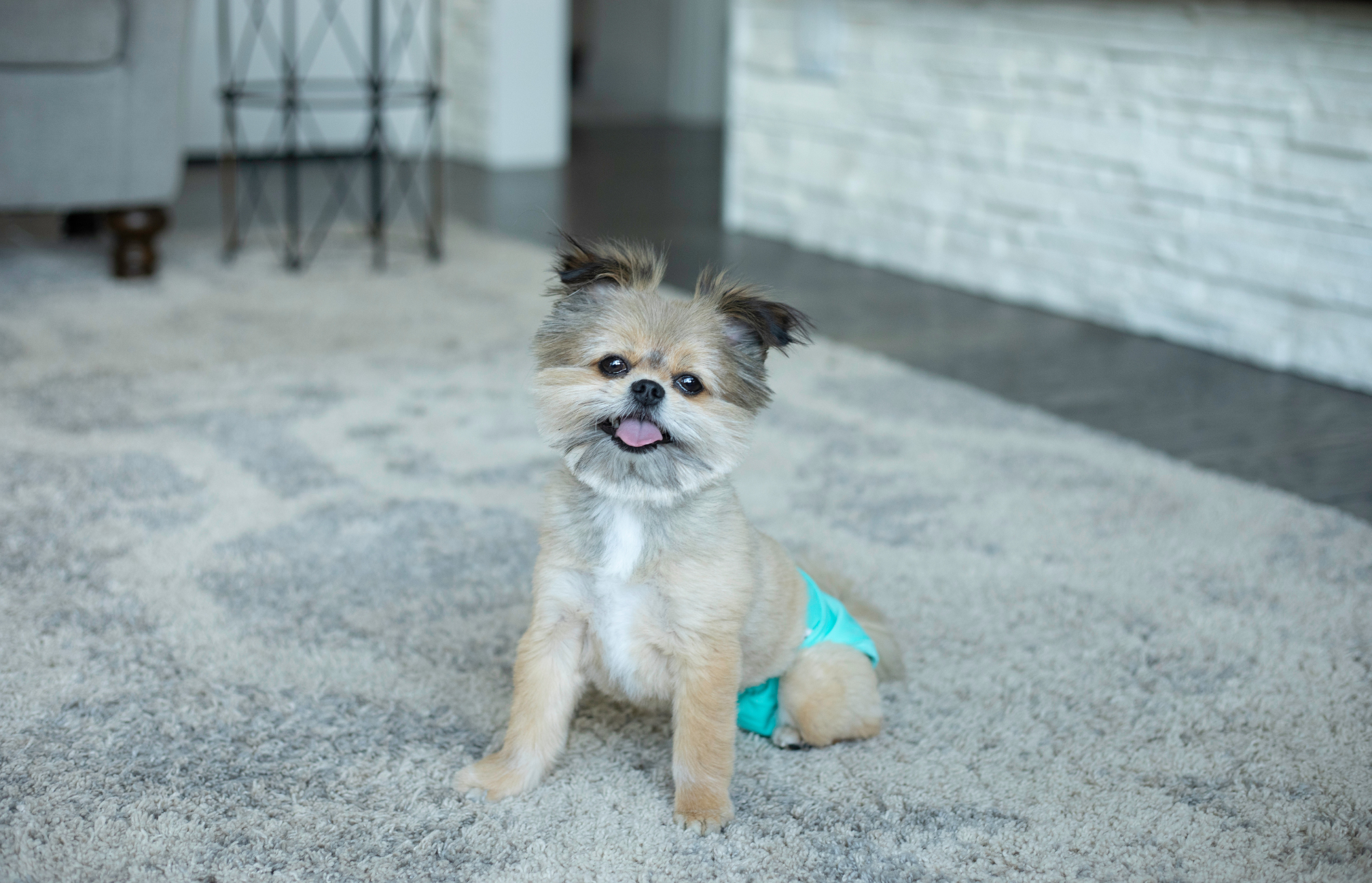 How Dog Diapers and Belly Bands Can Improve Your Dog’s Quality of Life