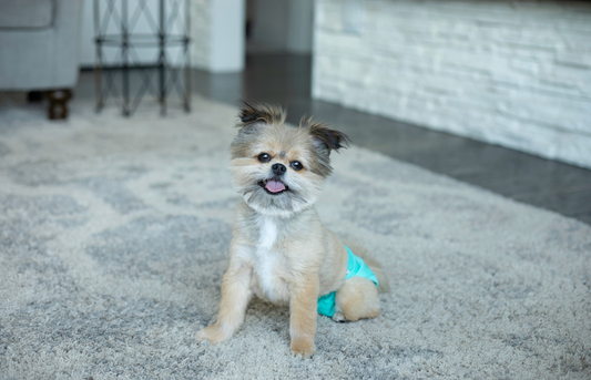 How Dog Diapers and Belly Bands Can Improve Your Dog’s Quality of Life
