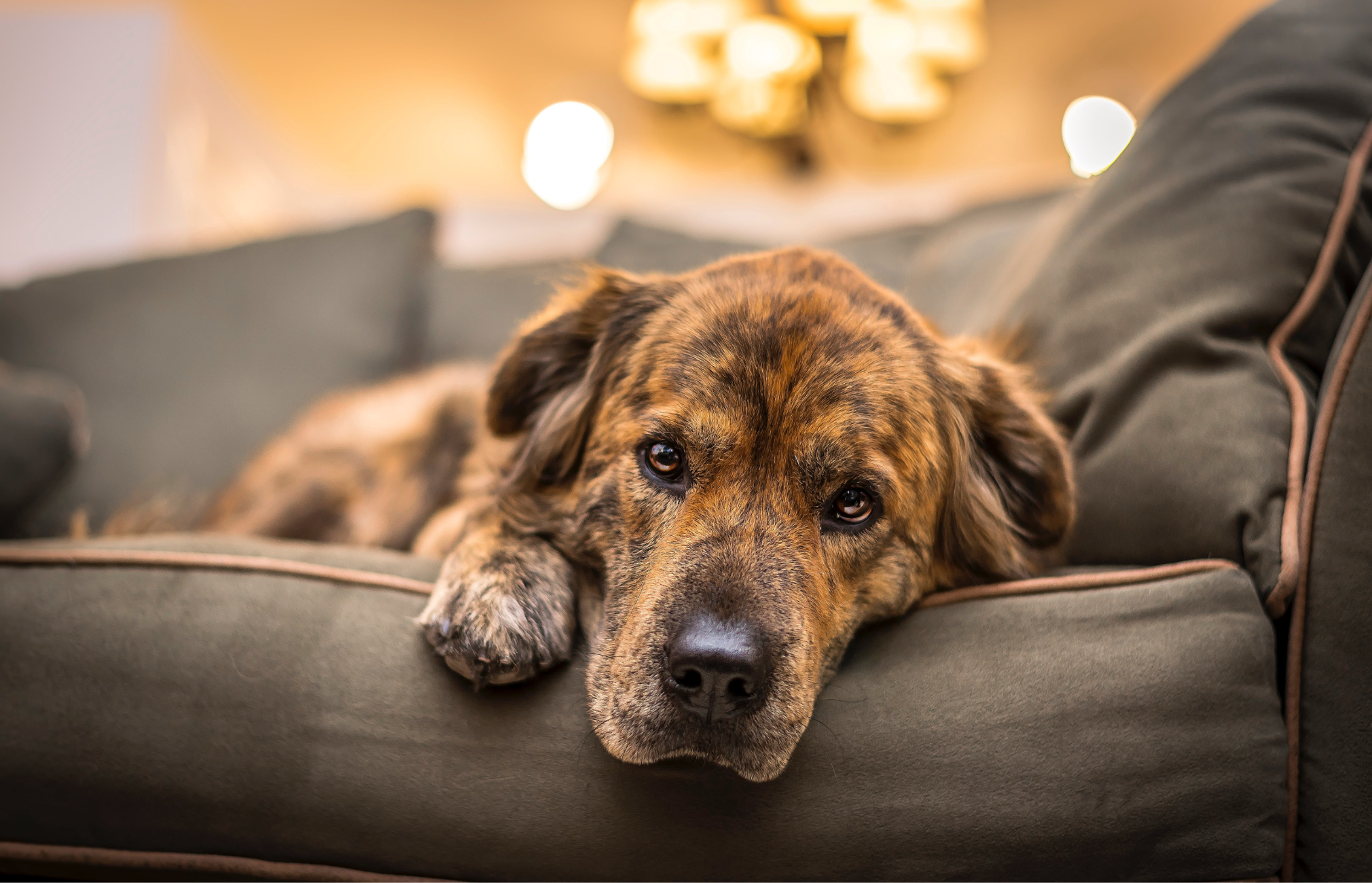 How to care for your dog with Spina Bifida, spina bifida in dogs