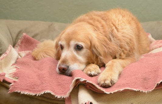 Alarming symptoms in older dogs to never ignore