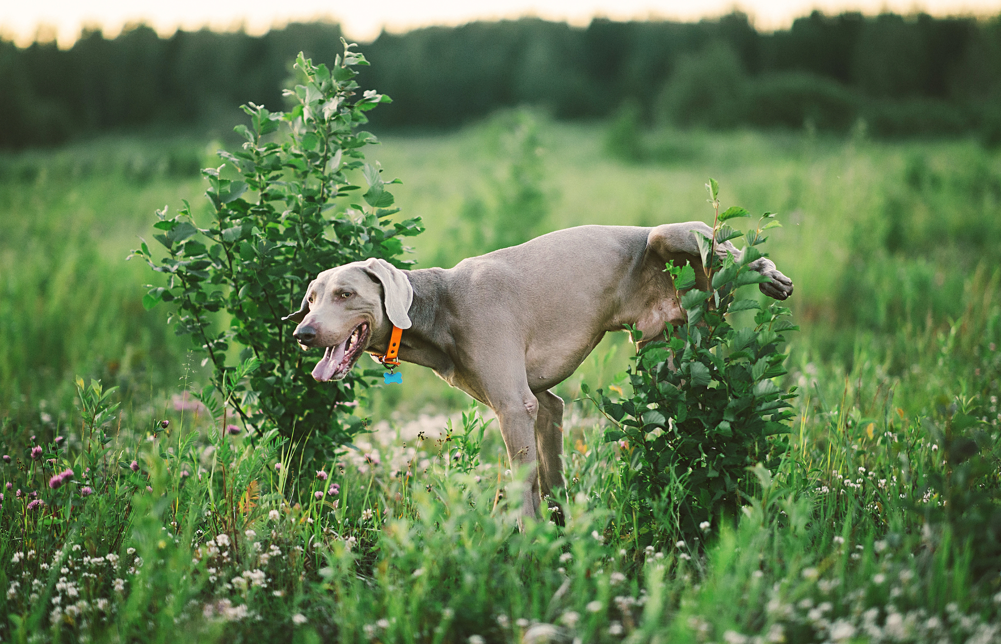Here is a list of the dog urinary problems you should never ignore and what you can do about it.