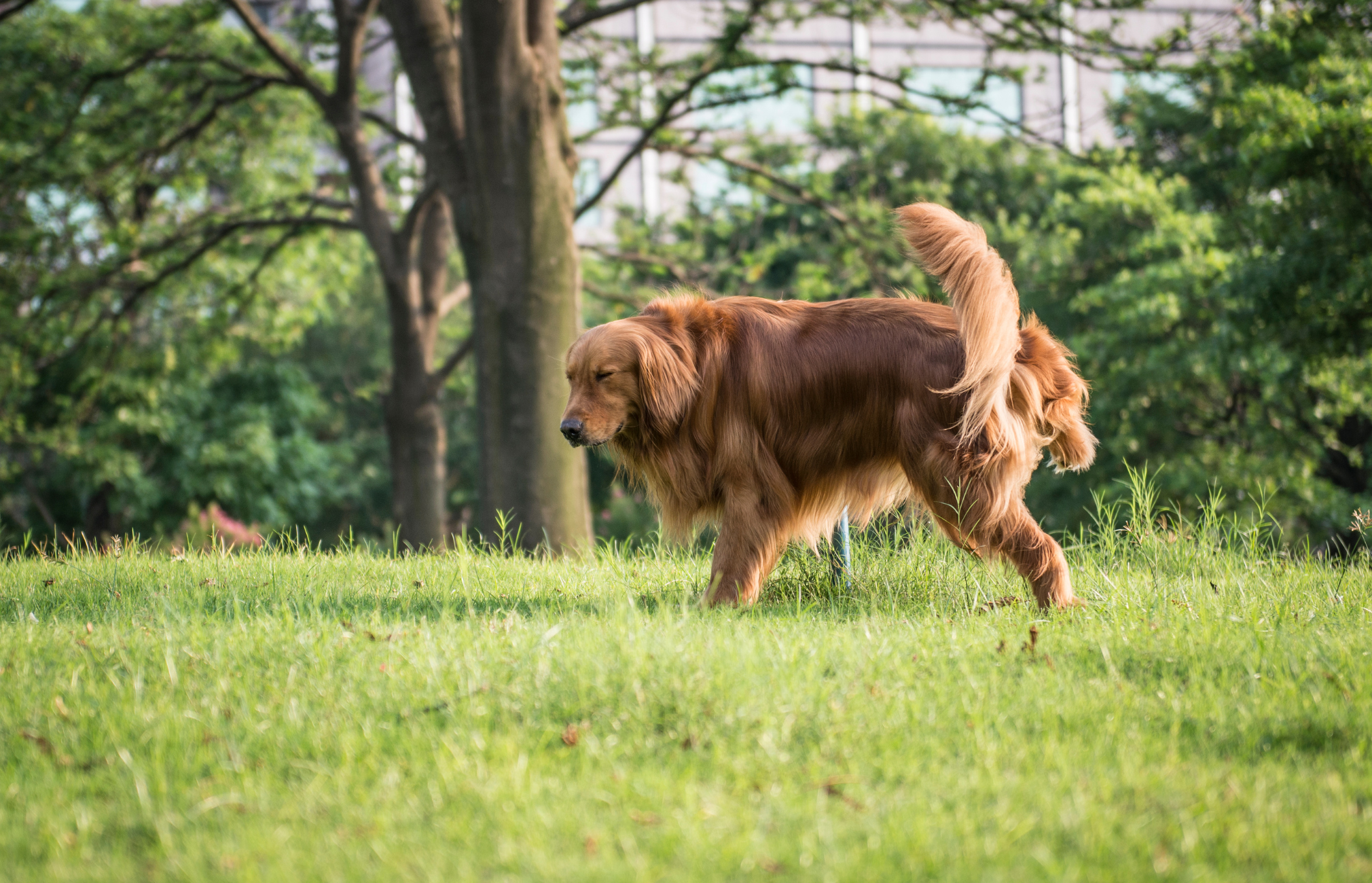 Is your dog peeing a lot? Should you worry?