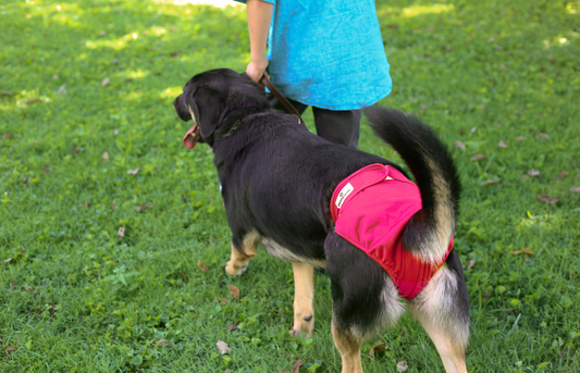 lack of bladder control in dogs