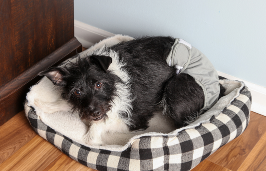 How your Household Should Deal with an Incontinent Dog