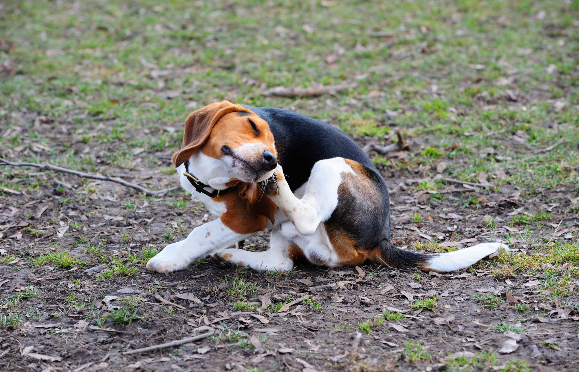 Common Causes of Dry Skin in Dogs