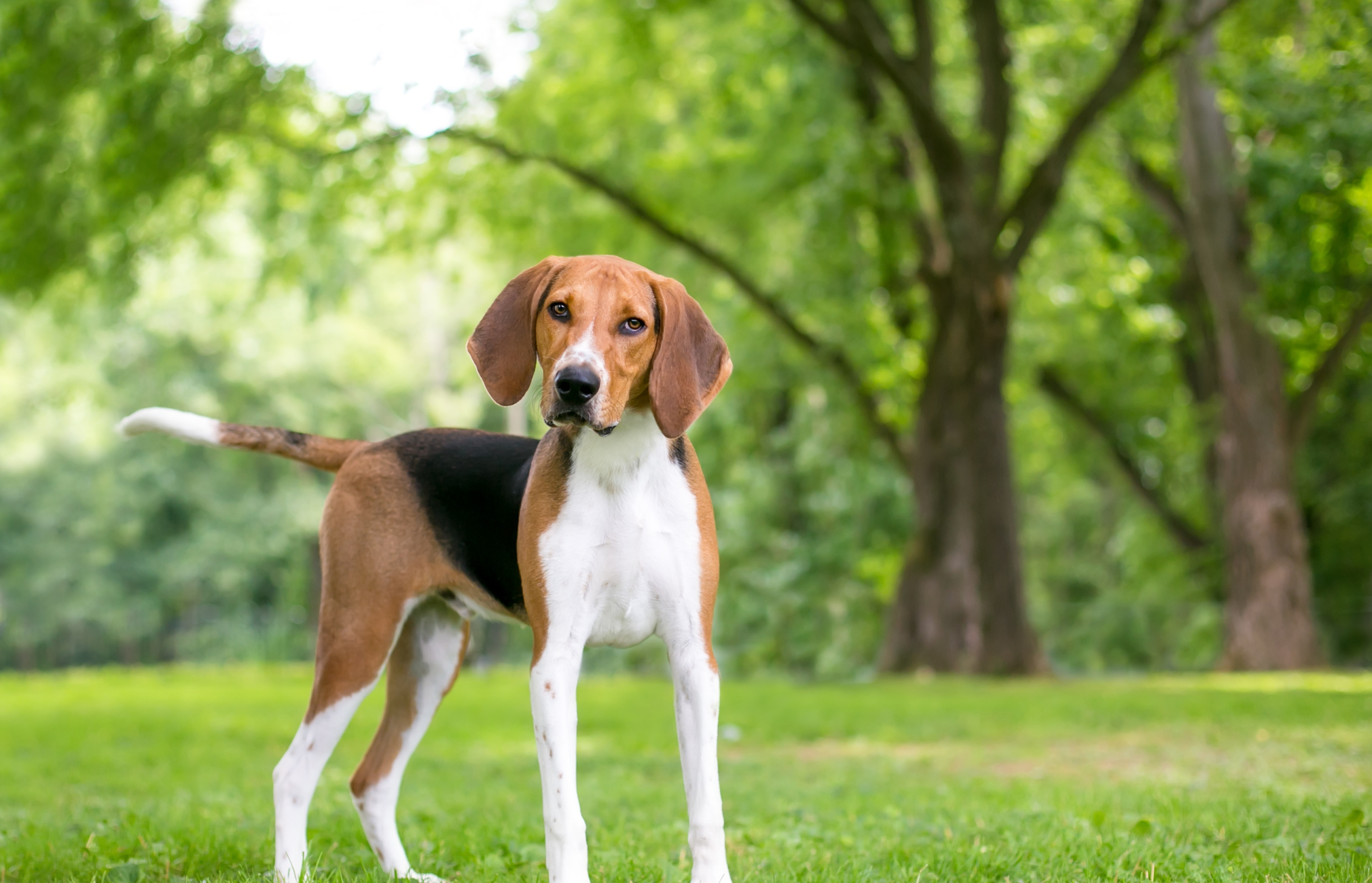 Why Do Dogs Get Fungal Infections?