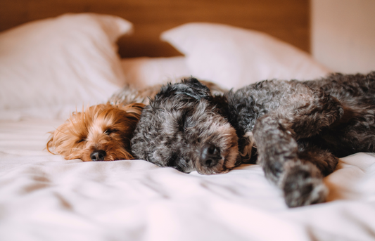 Cancer in Dogs: What to Look Out For