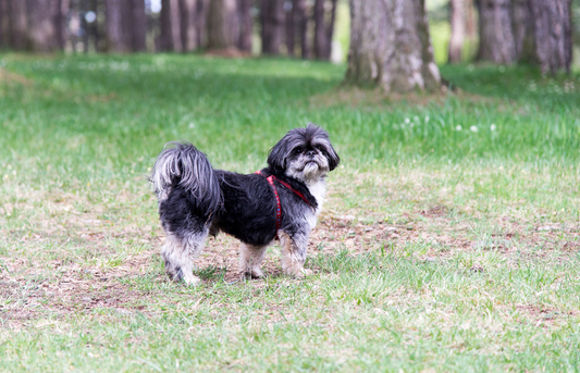 When to breed a dog