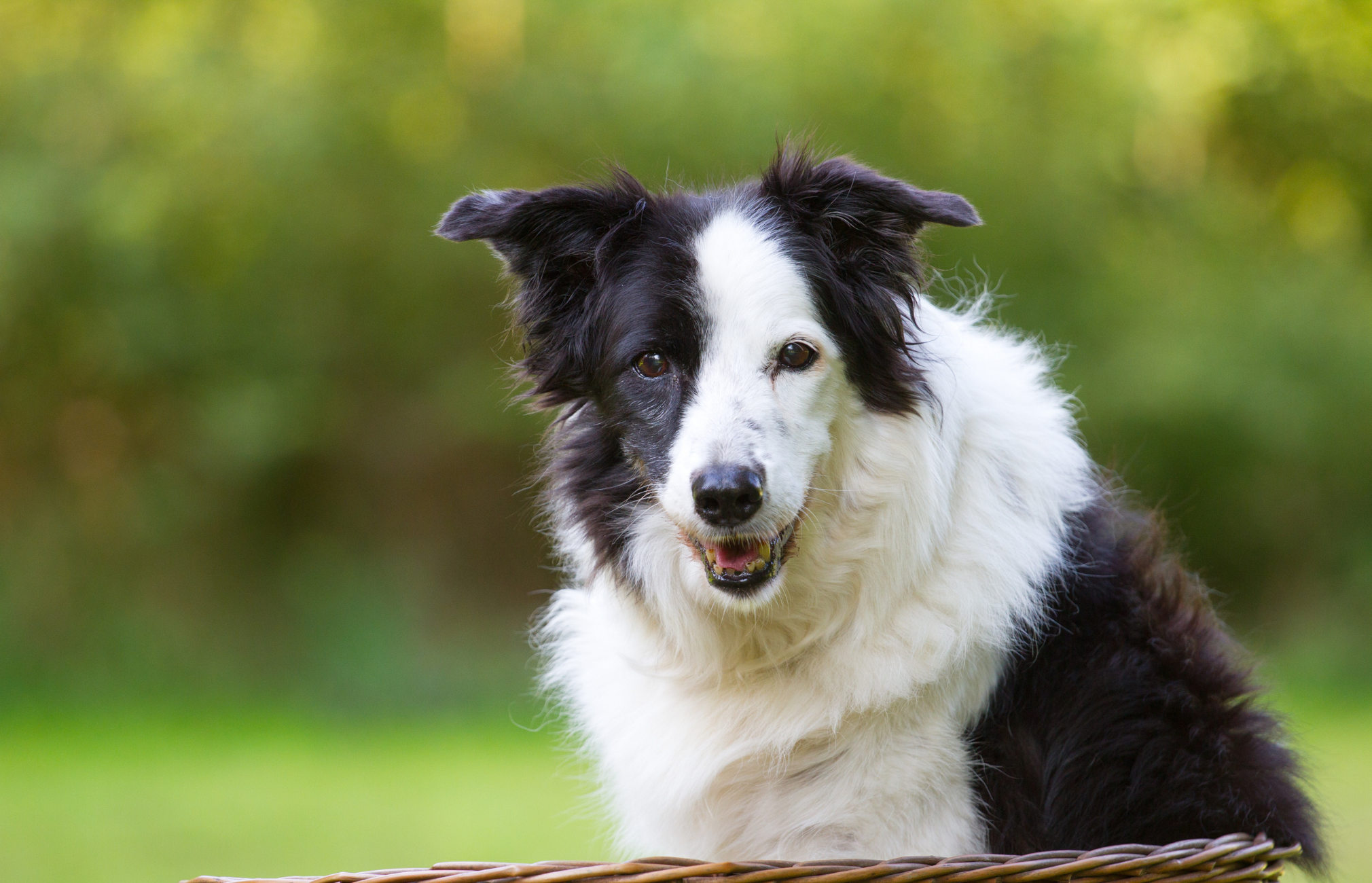 Do Dogs Go Through Menopause? Dog menopause
