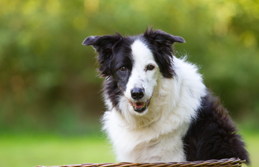 Do Dogs Go Through Menopause? Dog menopause