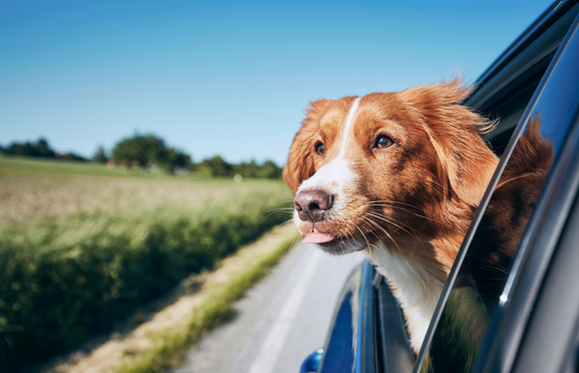 tips for traveling with a dog