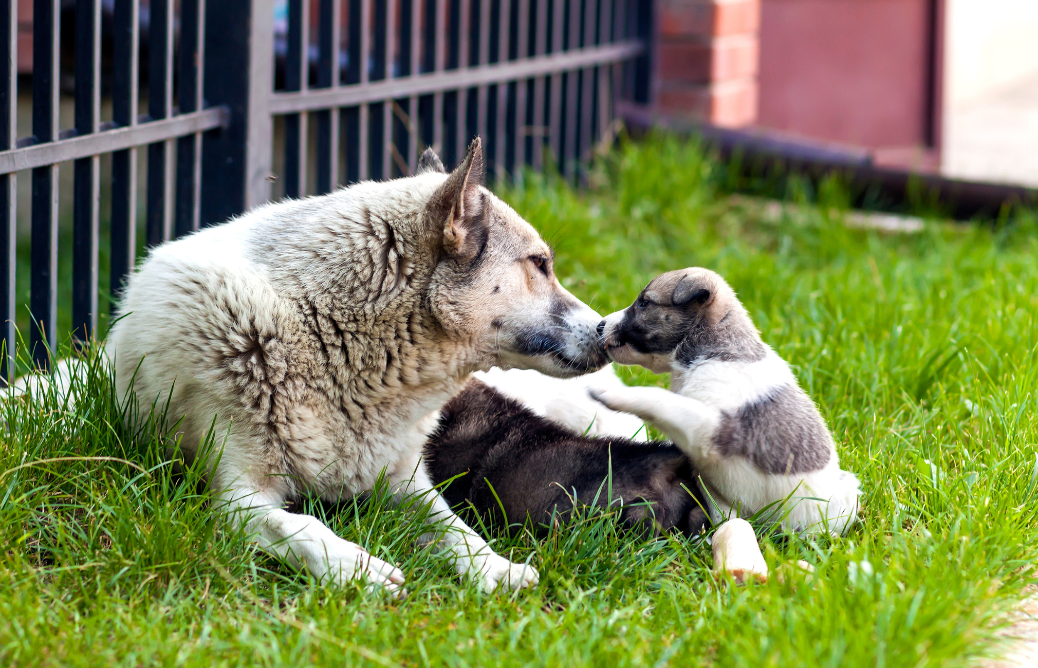 signs a dog is going into labor soon, dog labor