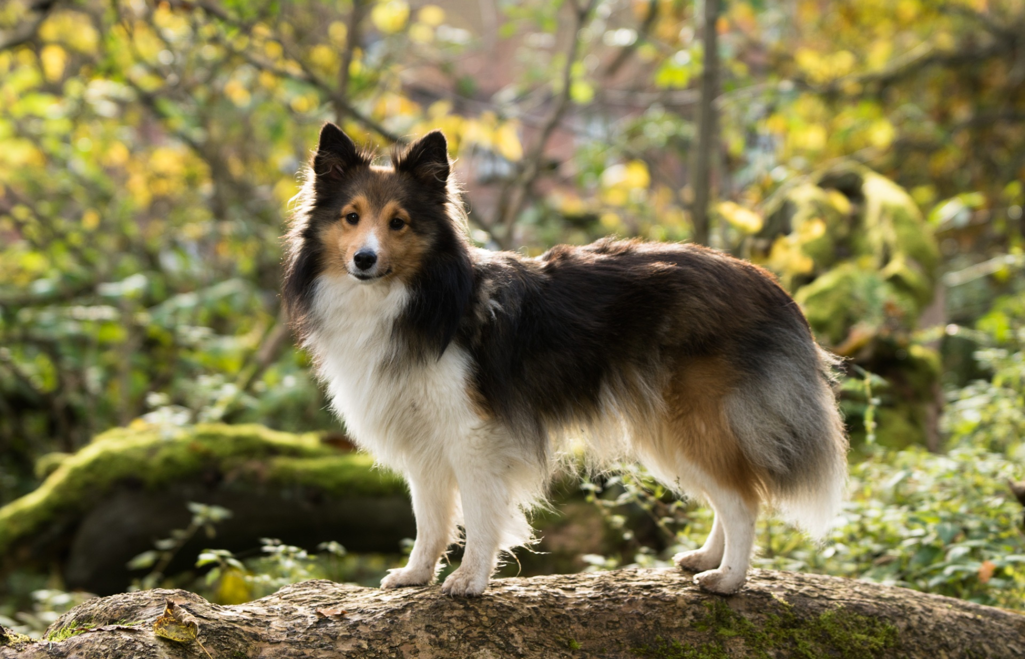 What is False Pregnancy in Dogs